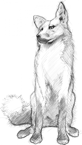Fox Fox sketch
